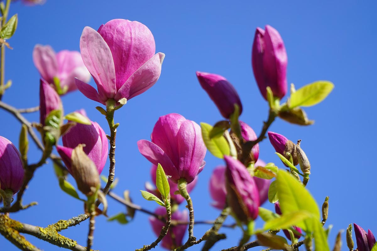 Jane Magnolia for Sale Buying & Growing Guide
