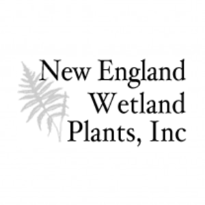 New England Wetland Plants