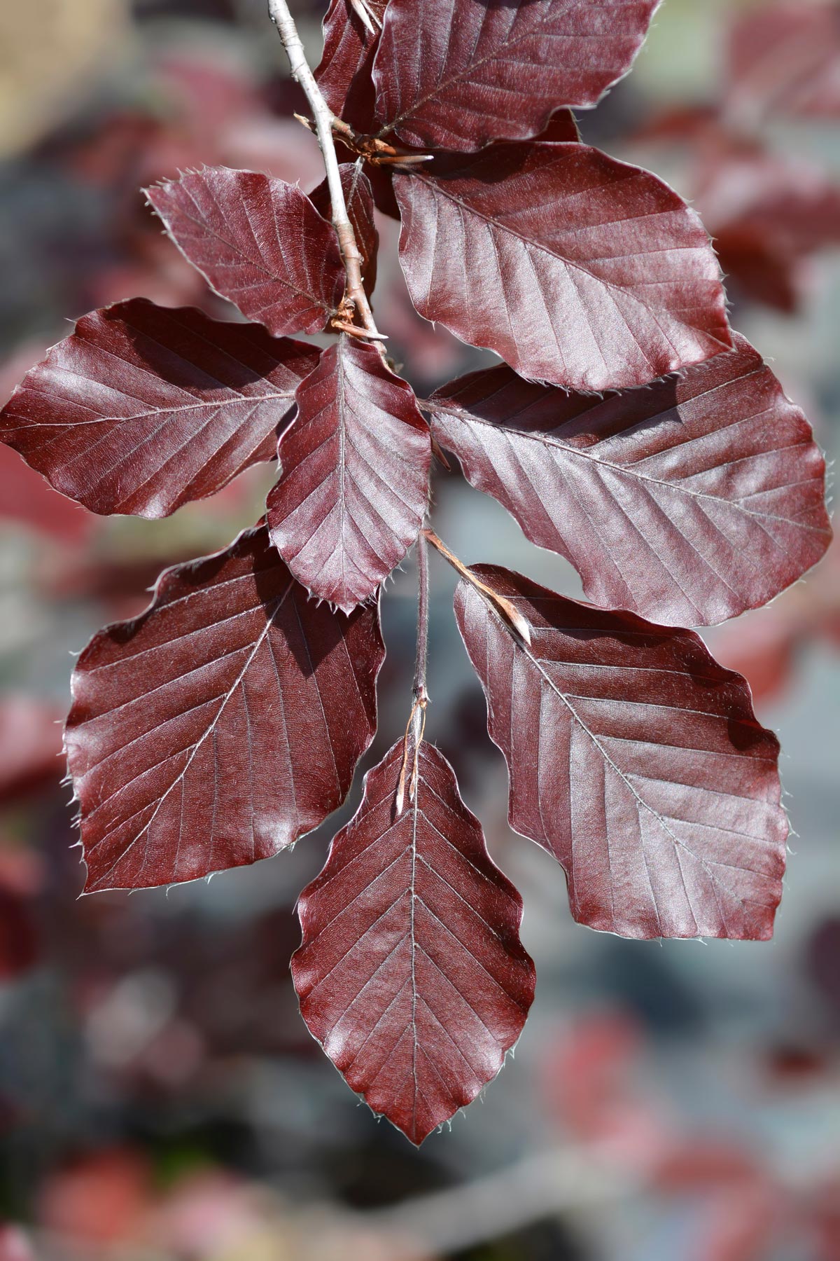Purple weeping beech tree