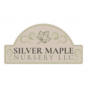 Silver Maple Nursery