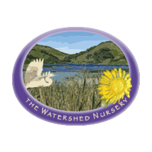 The Watershed Nursery