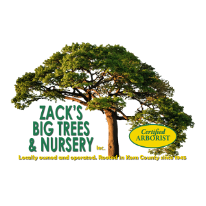 Zack_s Big Trees _ Nursery