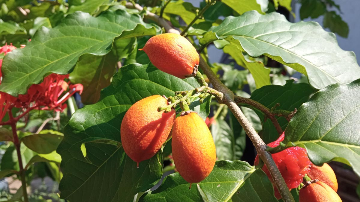 Peanuts as houseplants can be enjoyed for both flowers and food