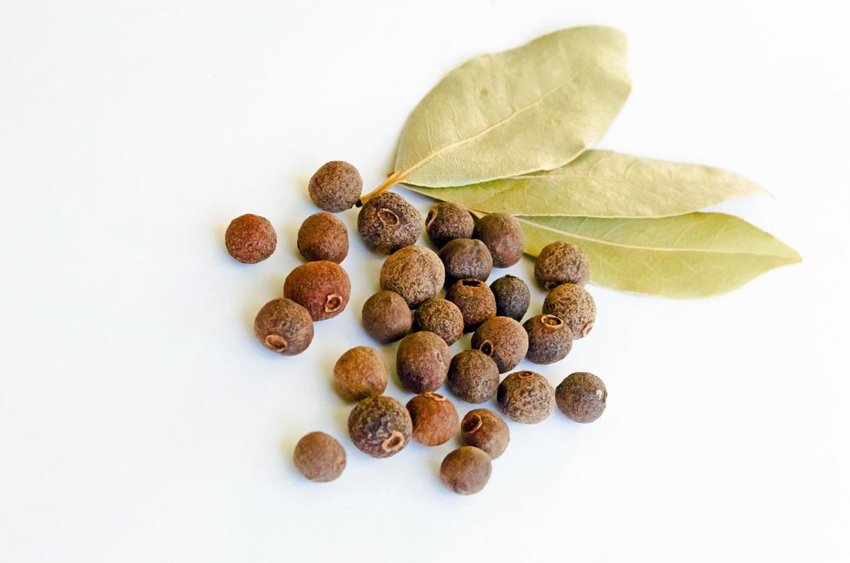 Allspice Tree For Sale Buying Growing Guide Trees allspice-tree-for-sale-buying-growing-guide-trees