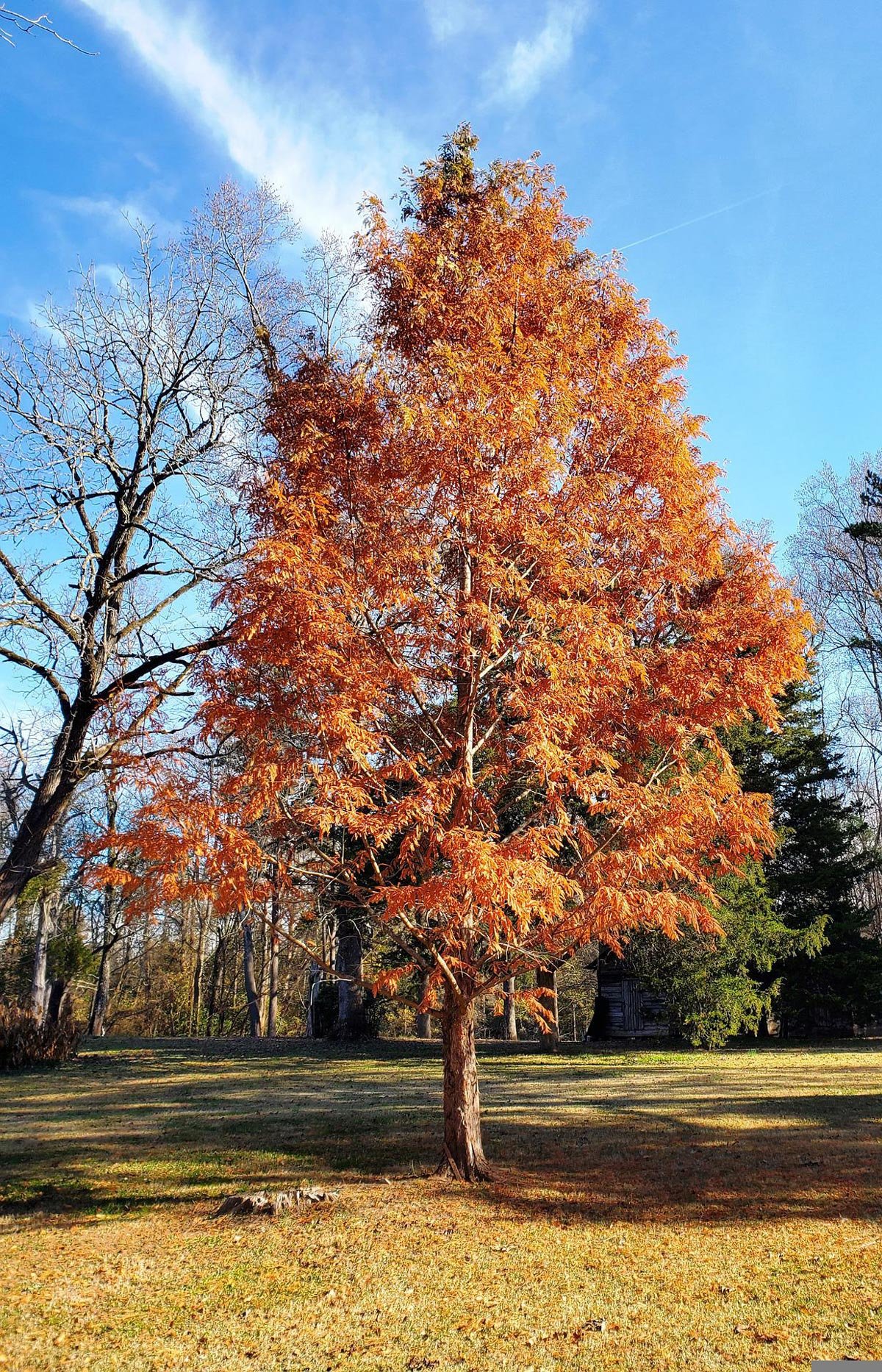 Amber Glow™ Redwood Tree for Sale - Buying & Growing Guide 