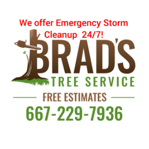 Brads Tree Service