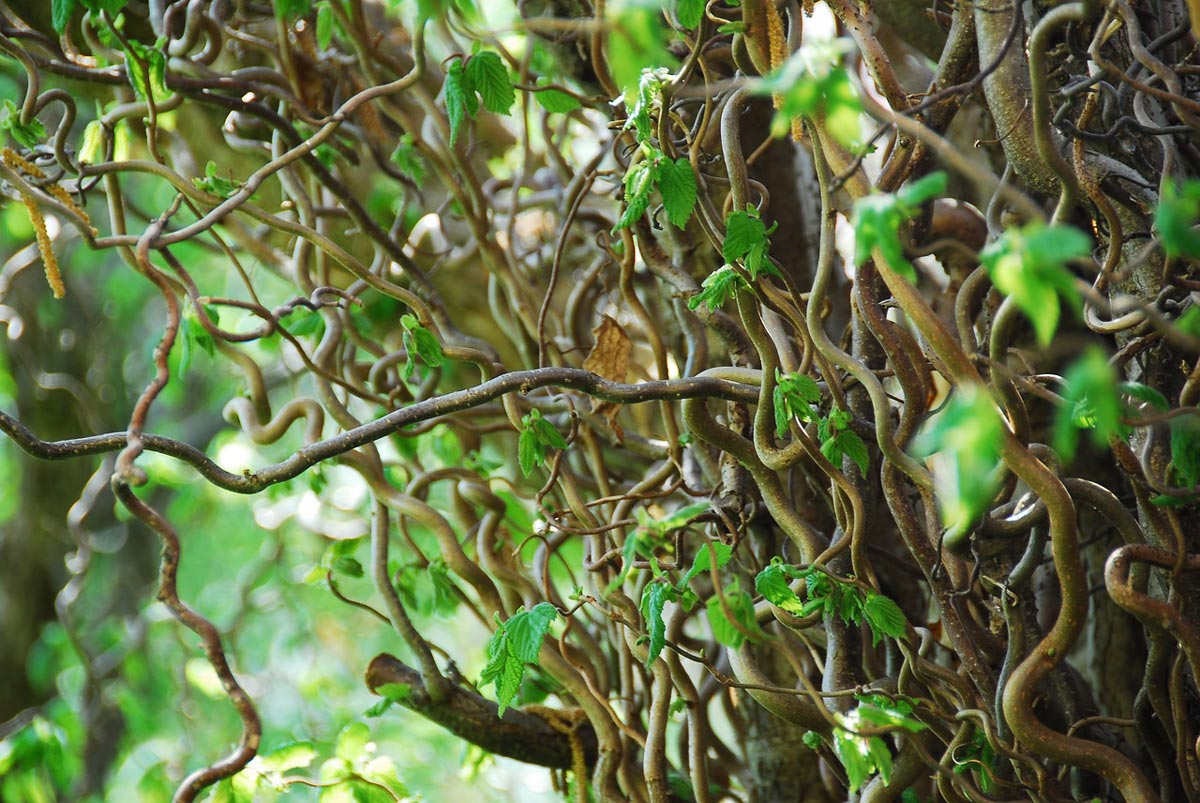 Golden Corkscrew Willow Branches