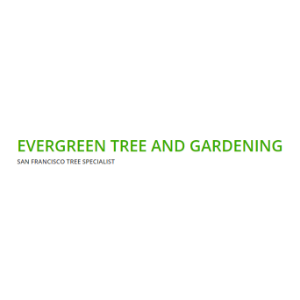 Evergreen Tree _ Gardening