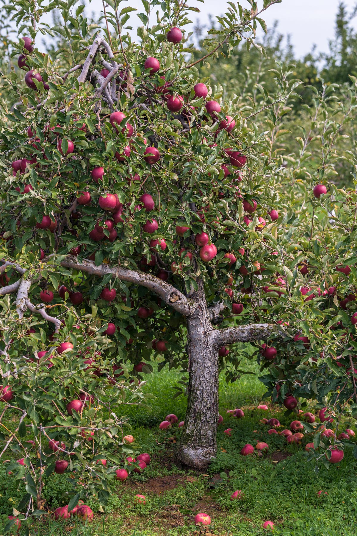 Low-Chill Pink Lady Apple Trees for Sale