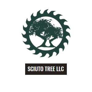 Sciuto Tree