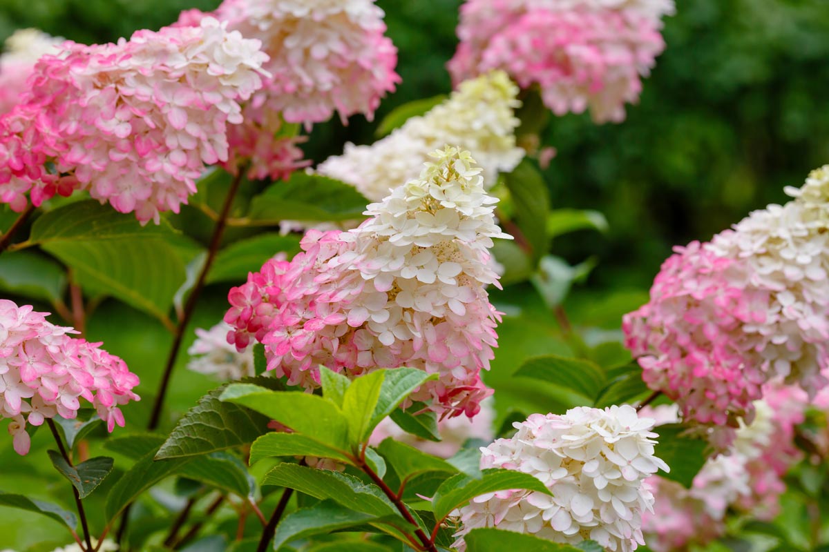 Vanilla Strawberry Hydrangea for Sale Buying & Growing Guide