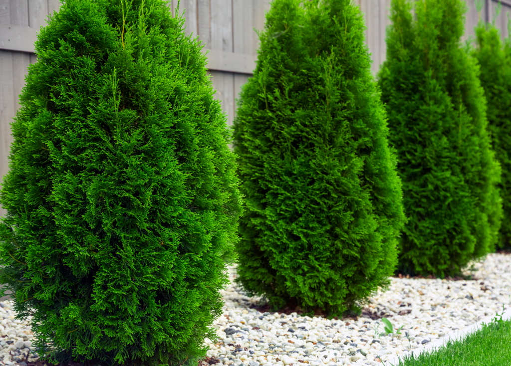 Green Giant Arborvitae Ubicaciondepersonas cdmx gob mx green-giant-arborvitae-ubicaciondepersonas-cdmx-gob-mx