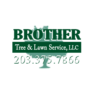 Brother Tree _ Lawn Service, LLC