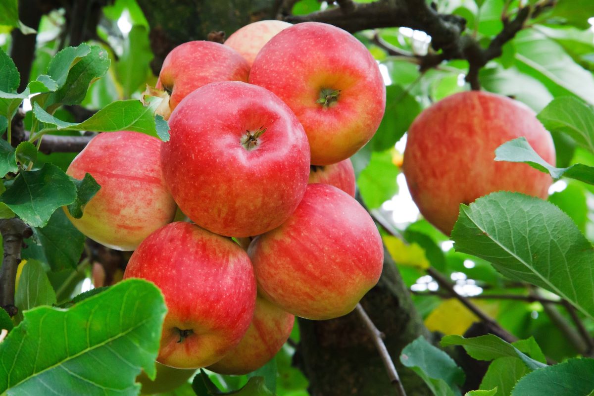 Fuji Apple, Malus domestica 'Fuji', Monrovia Plant