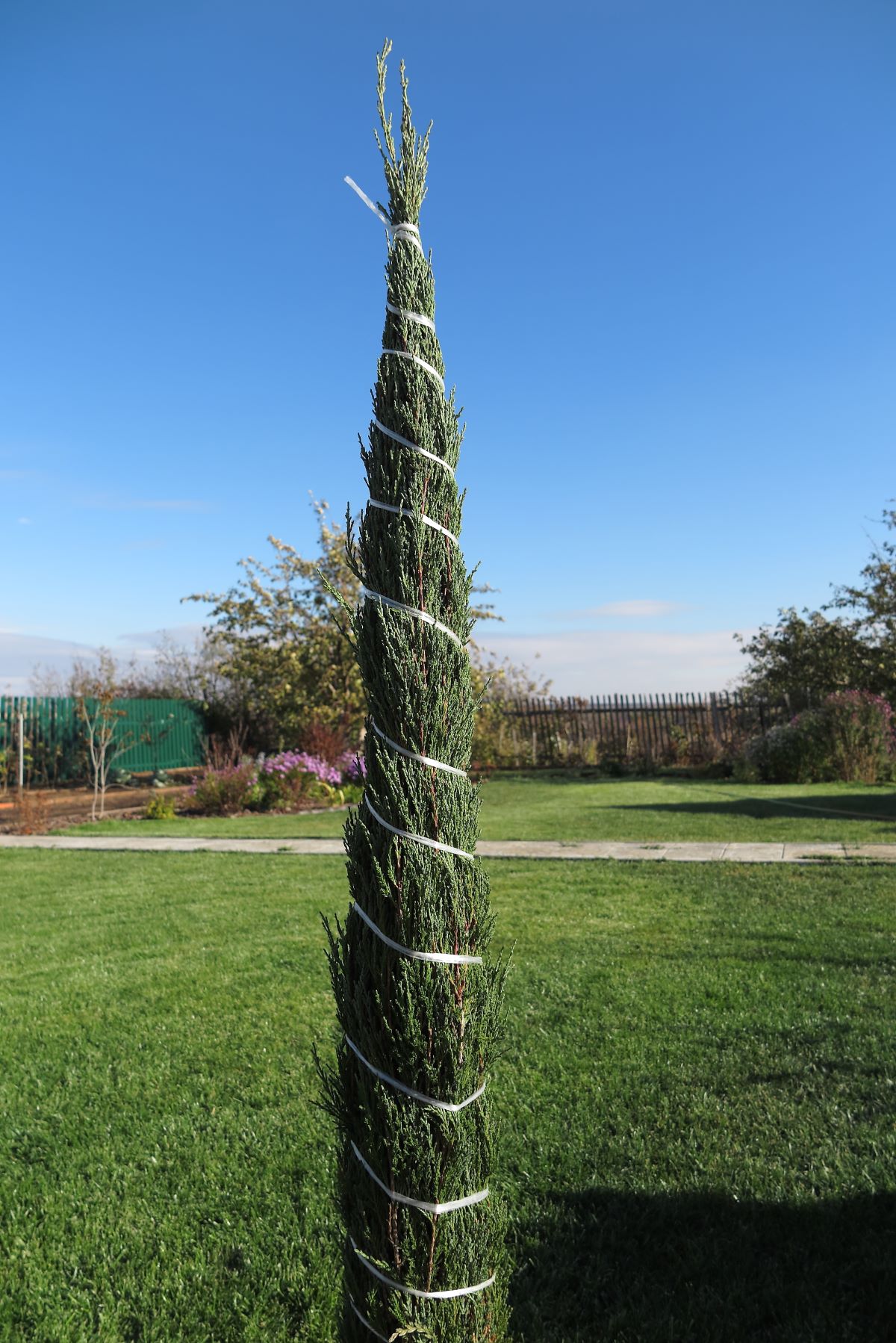 Moonglow Juniper Tree for Sale Buying & Growing Guide