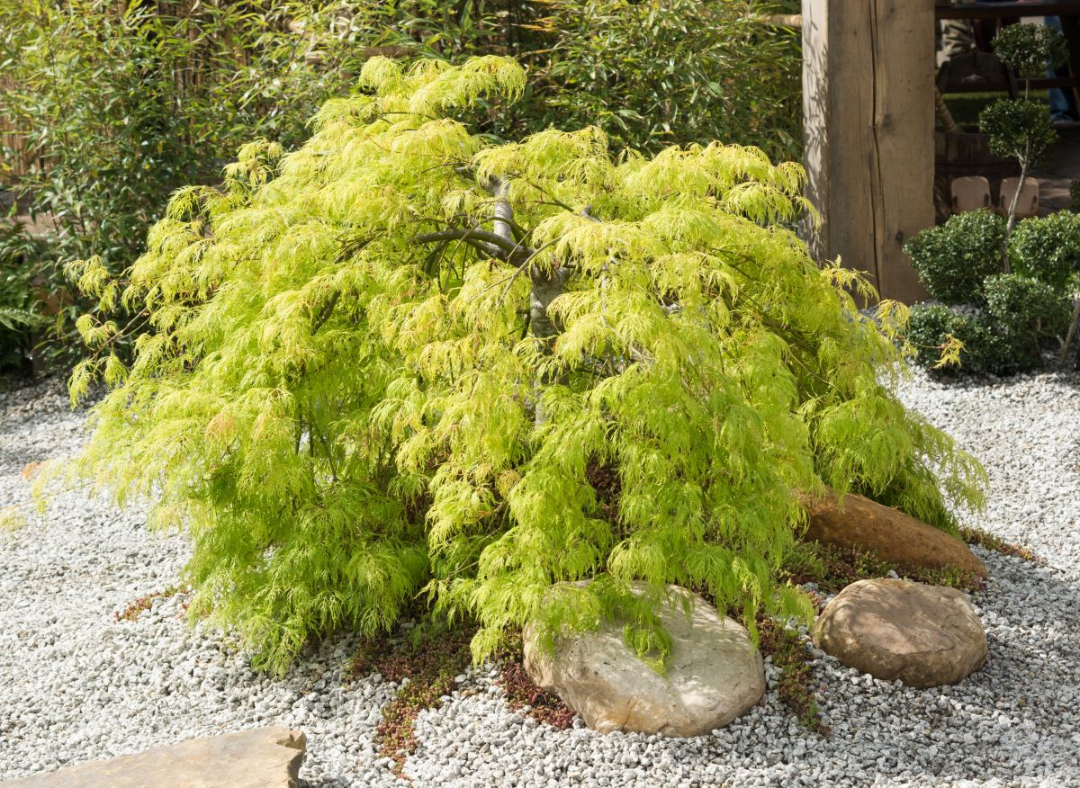 Viridis Weeping Japanese Maple for Sale - Buying & Growing Guide - Tree...