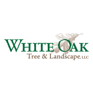 White Oak Tree _ Landscape