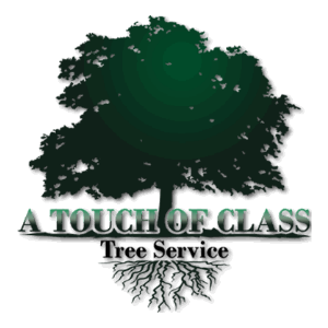 A Touch of Class Tree Service