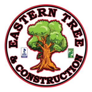 Eastern Tree _ Construction