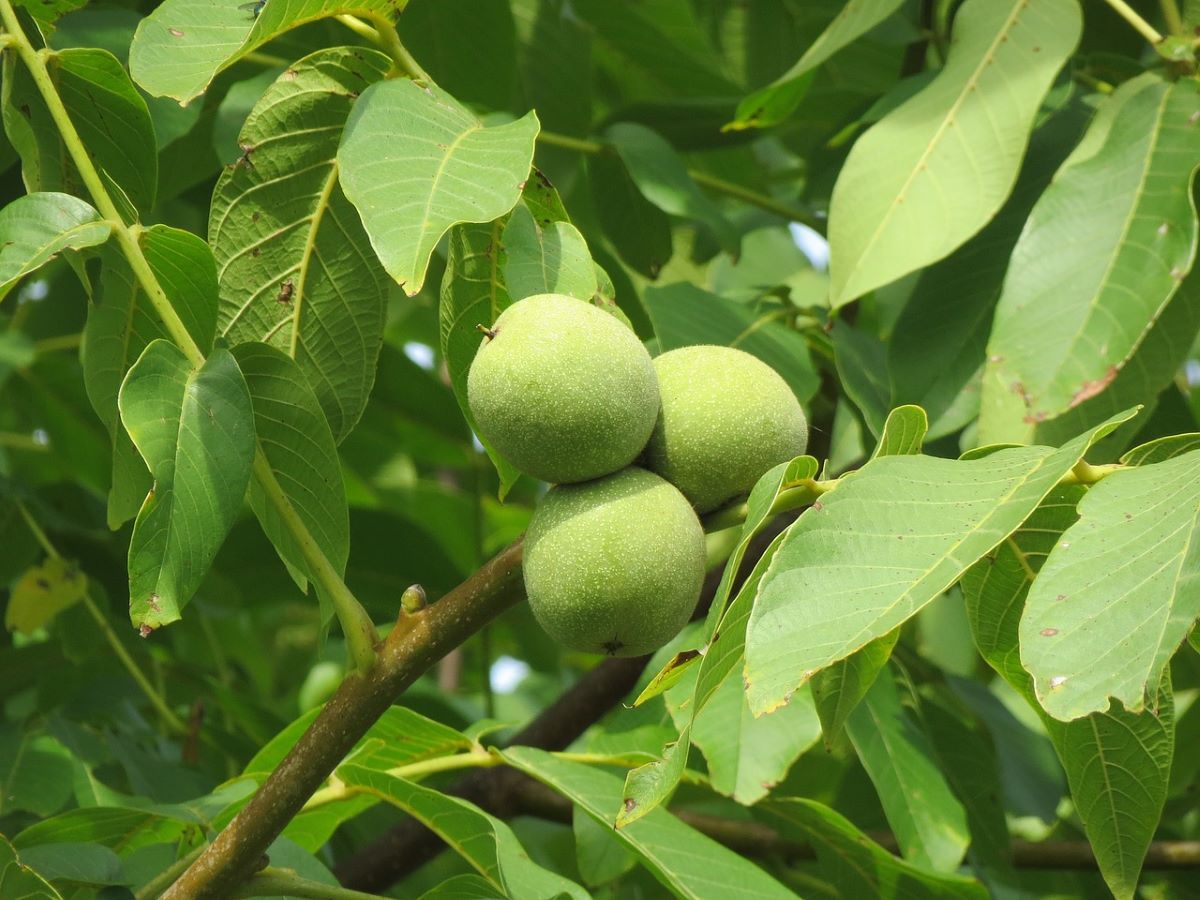 Walnut Tree For Sale Near Me