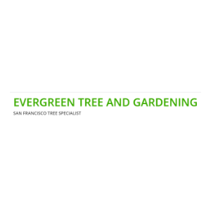 Evergreen Tree _ Gardening Service