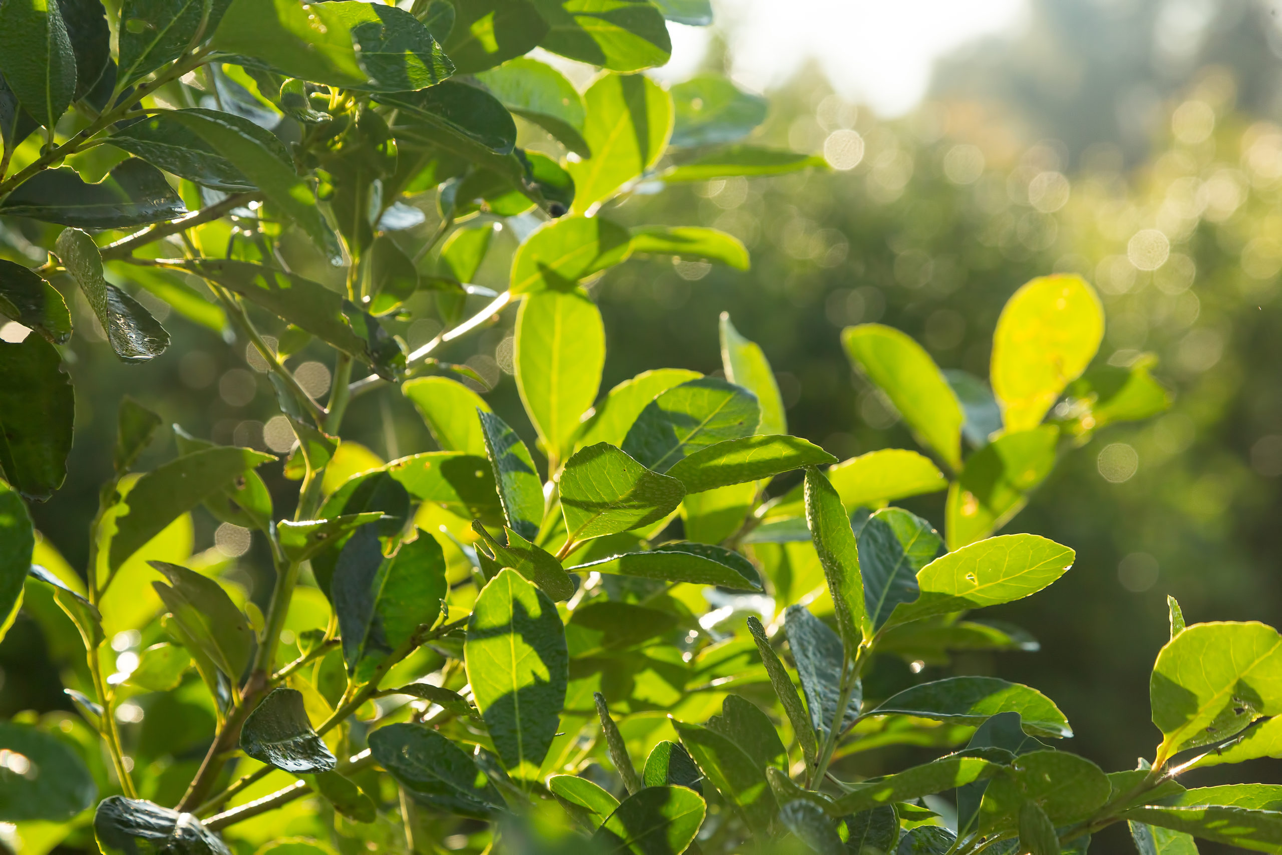 Plant of the Month: Yerba Mate - JSTOR Daily