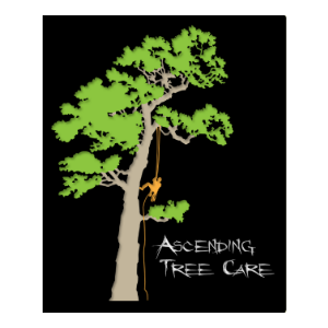 Ascending Tree Care