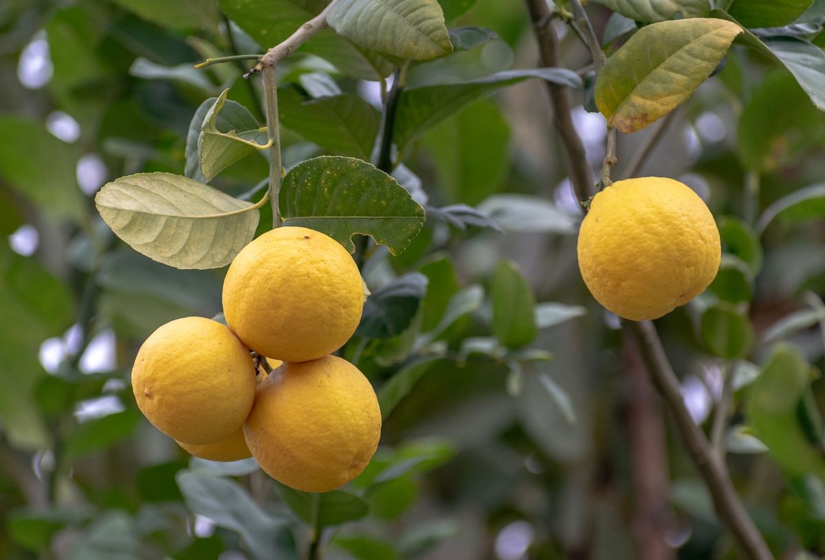 Yuzu Lemon Trees for Sale -  – Madison Citrus  Nursery