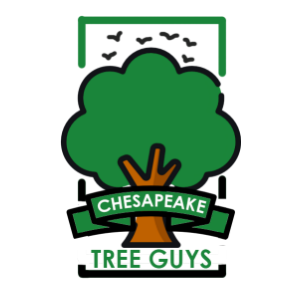 Chesapeake Tree Guys