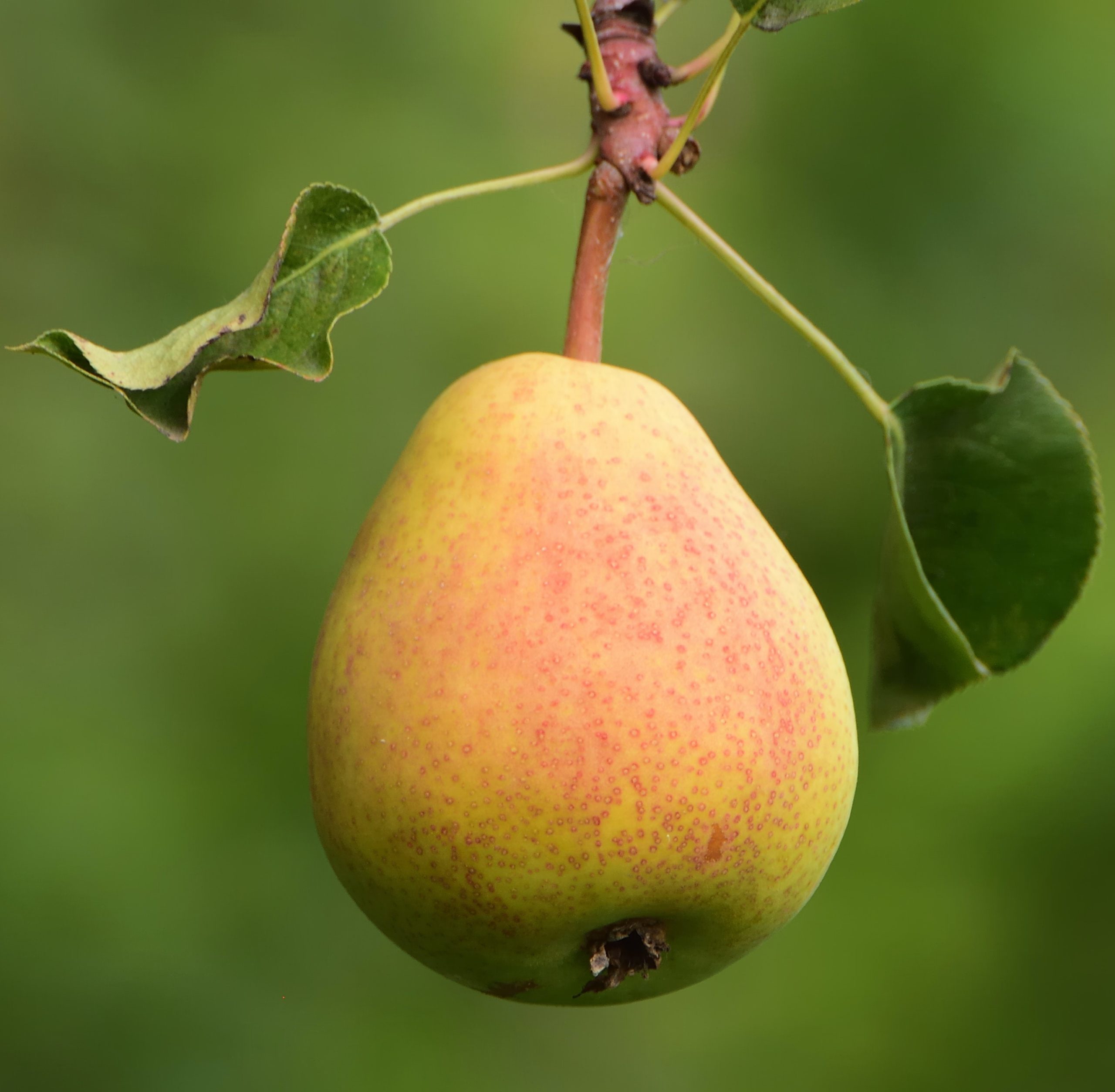 Succulent Comice Pears Grande Fruit Gift Basket
