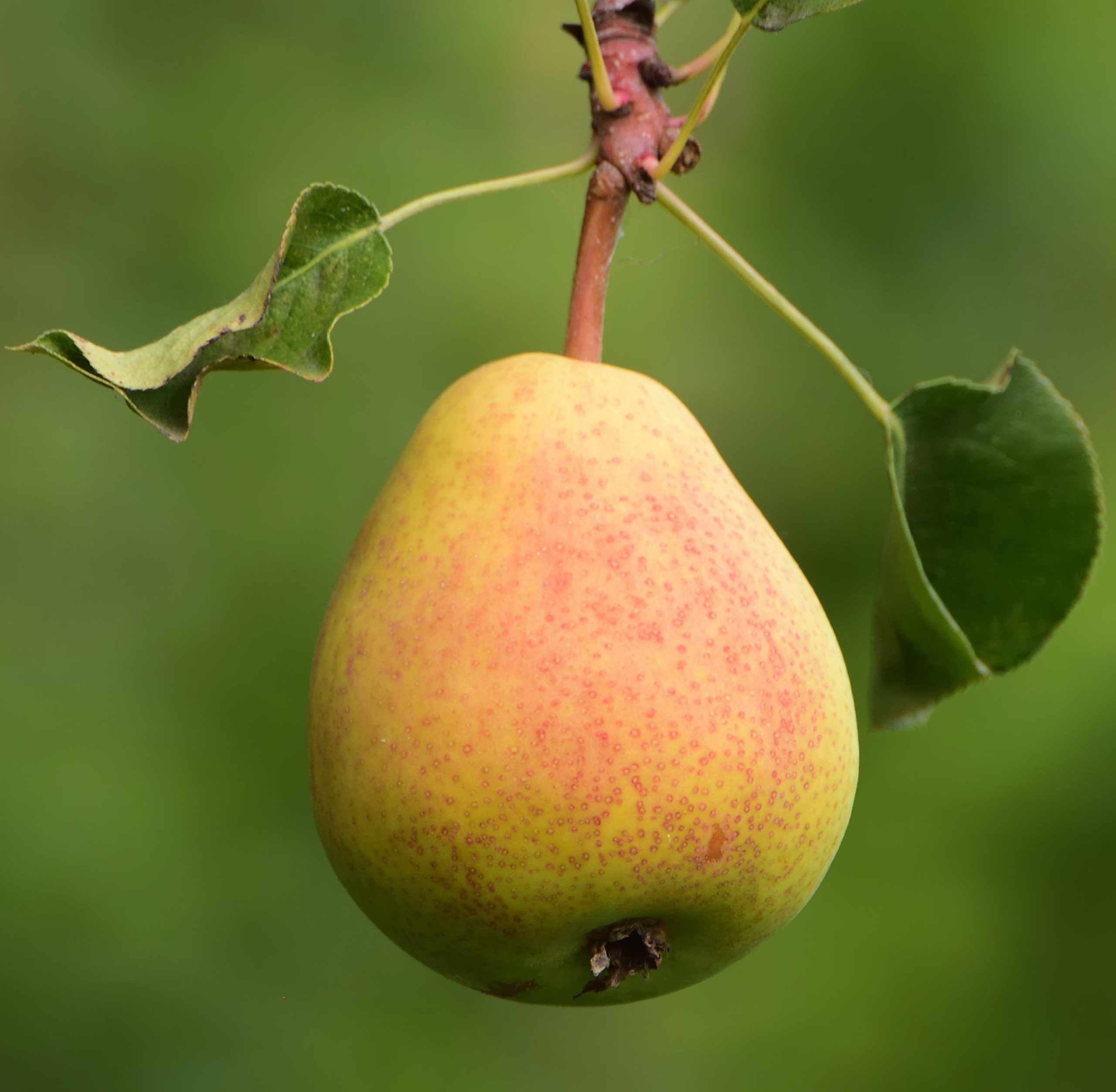 Bartlett Pear vs. Anjou Pear - A-Z Animals