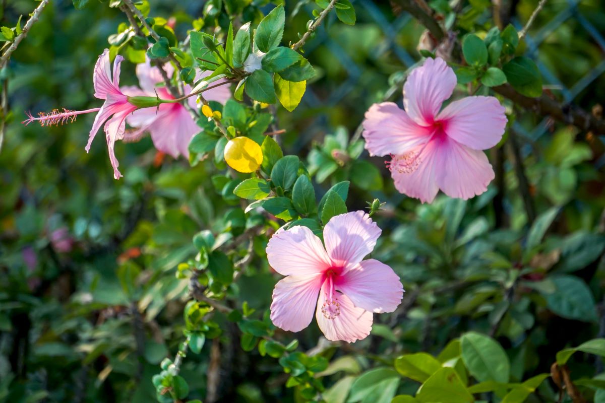 Tropical Hibiscus: Plant Care & Growing Guide