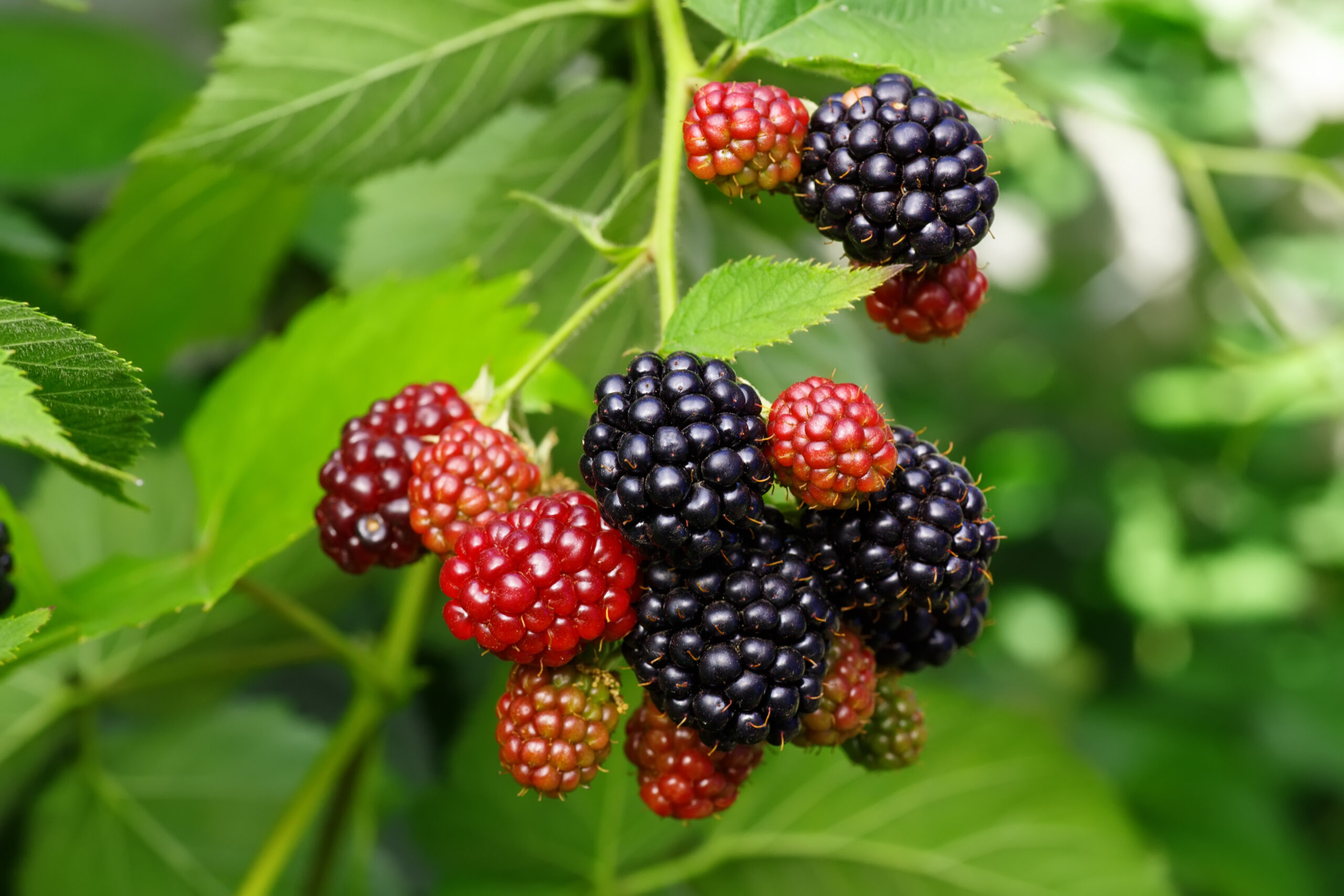 Triple Crown Blackberry for Sale