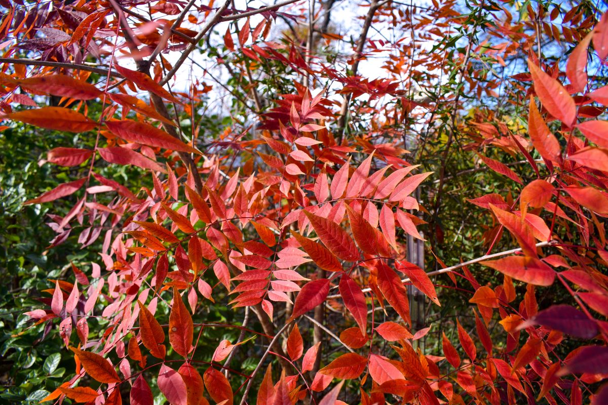 Chinese Pistache Tree for Sale