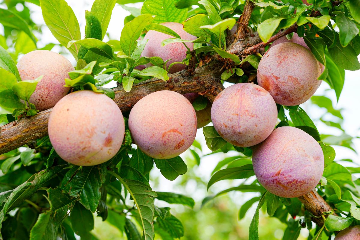 Flavor King® Pluot Tree for Sale