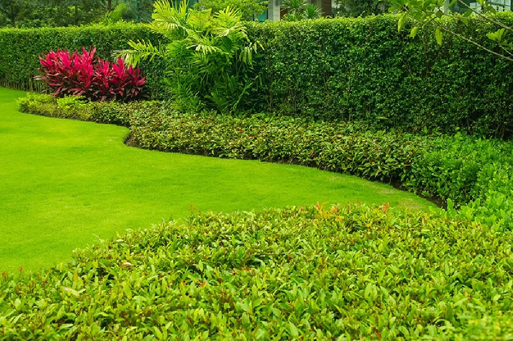 Hedges for Sale - Buying & Growing Guide