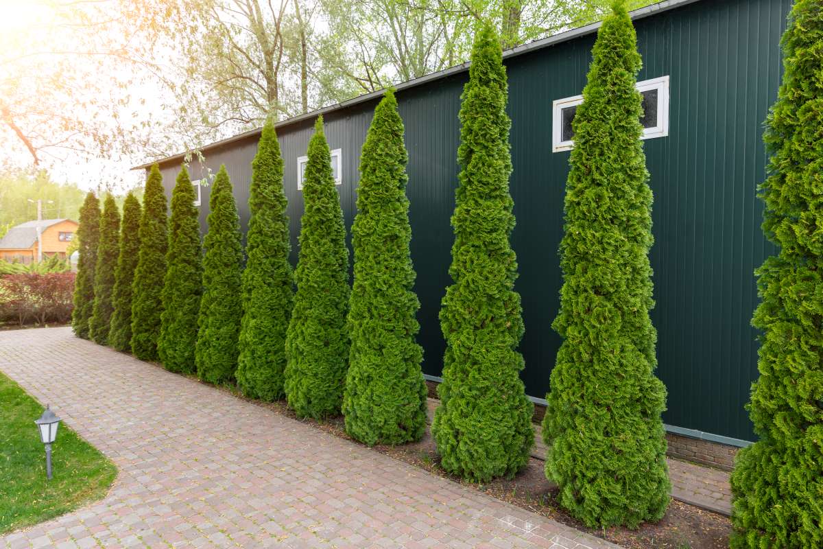 Arborvitae Trees for Sale