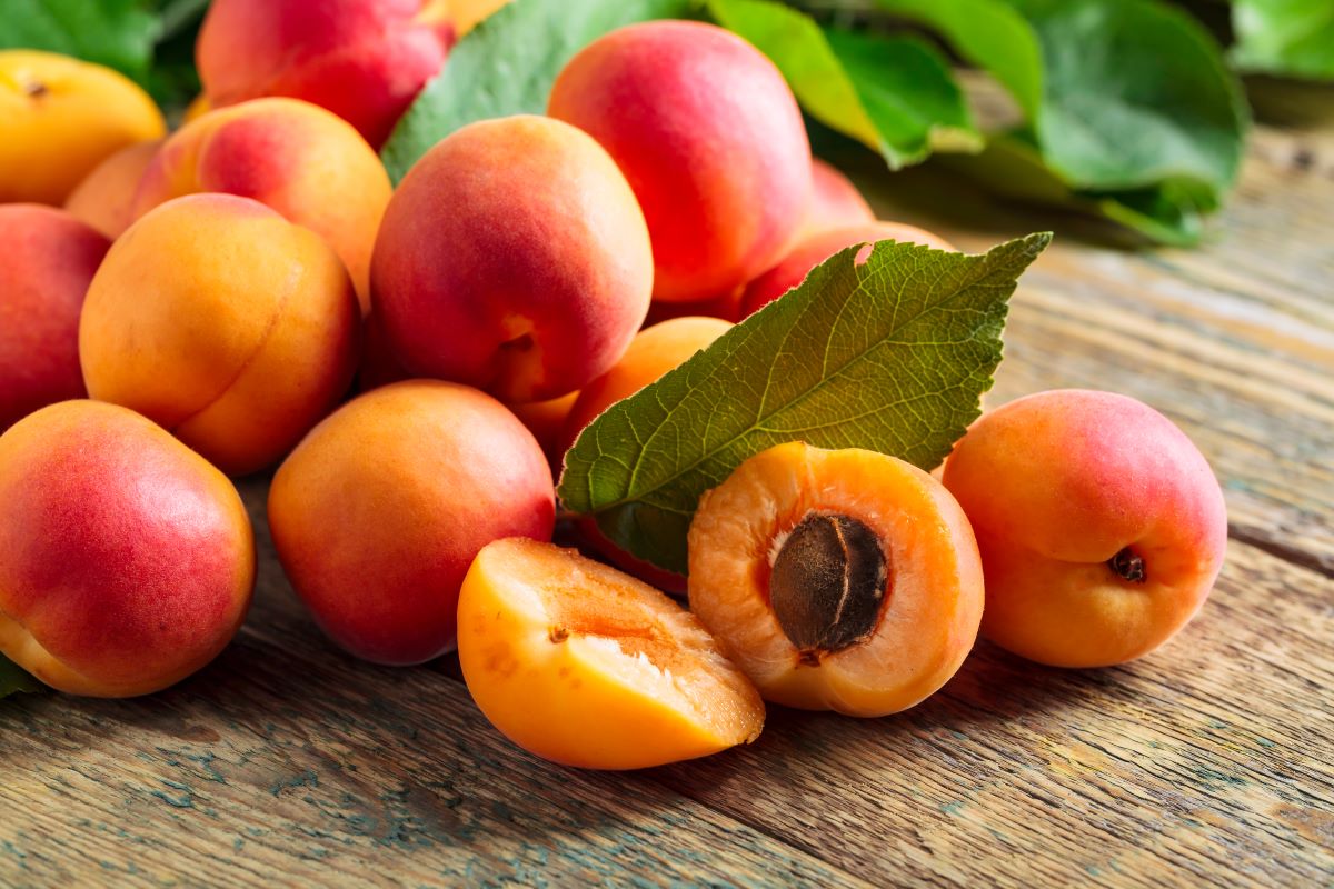 Apricot Trees for Sale - Buying & Growing Guide