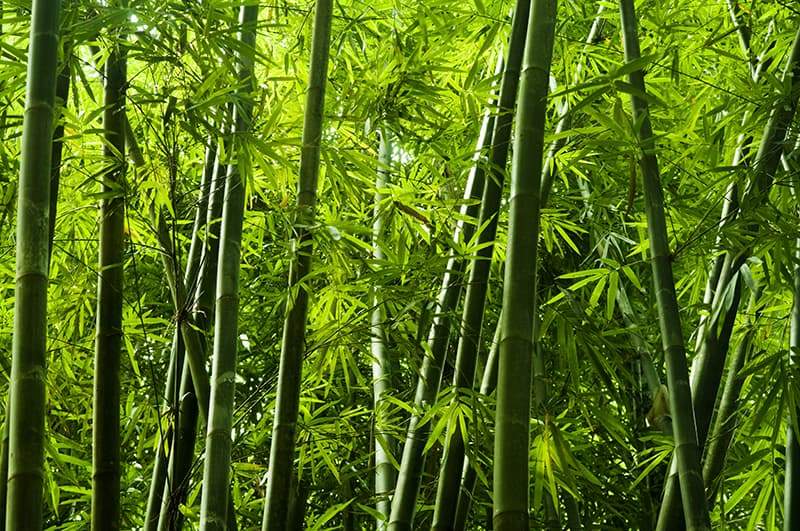 Bamboo Trees For Ing, Types Of Bamboo For Landscaping