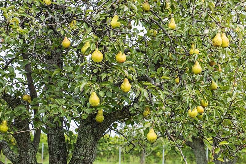 Pear Trees for Sale