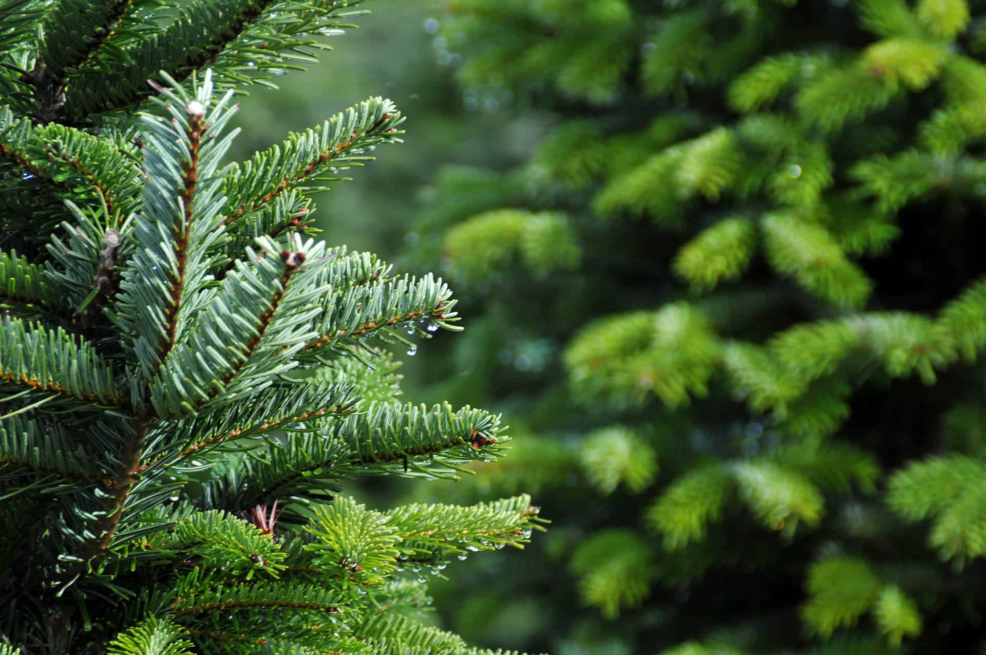 Christmas Trees for Sale - Buying & Growing Guide