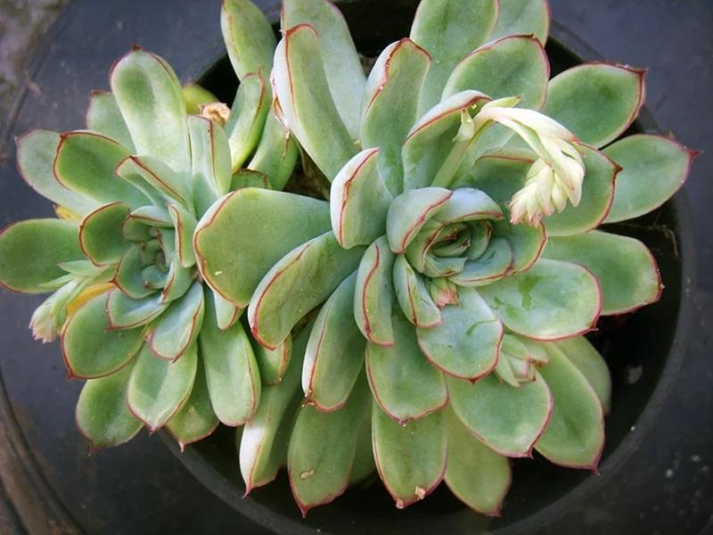 Mini Succulents for Sale - Buying & Growing Guide