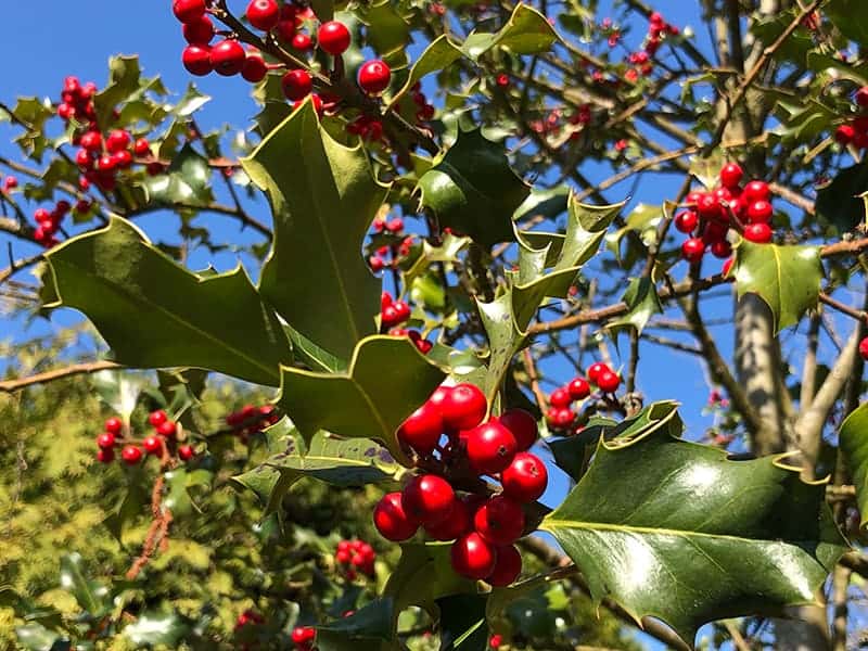 Holly Trees for Sale