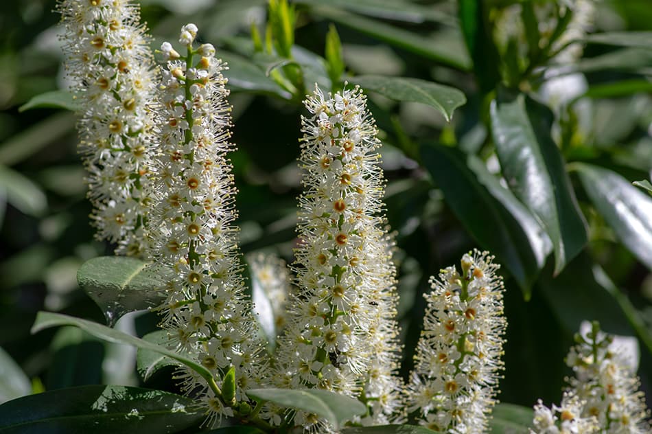 Laurel Flowers for Sale - Buying & Growing Guide