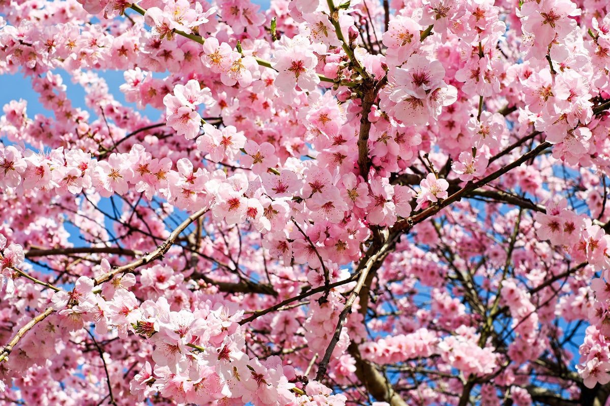 Flowering Cherry Trees for Sale - Buying & Growing Guide
