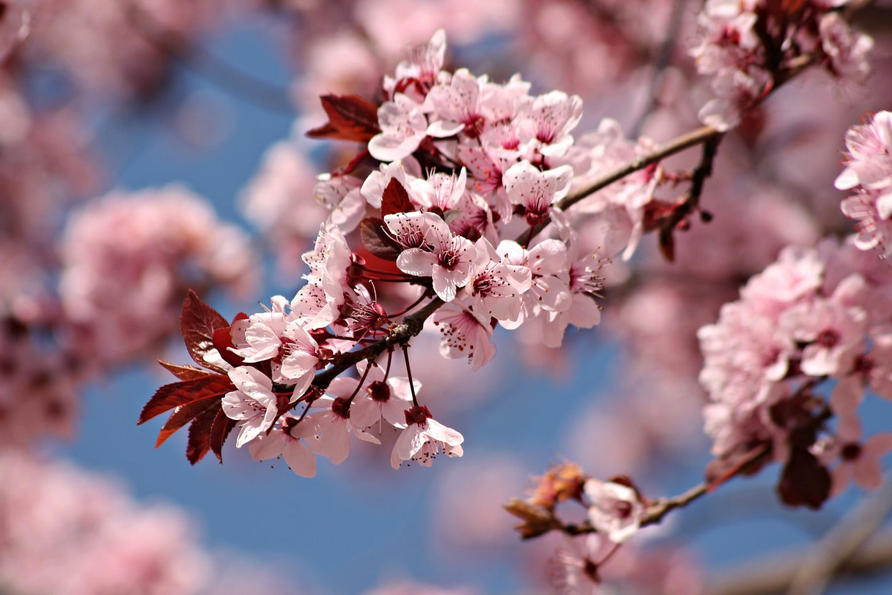 Flowering Plum Trees for Sale - Buying & Growing Guide