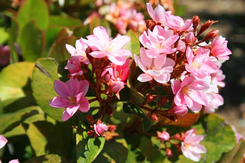 Indian Hawthorn Shrubs for Sale - Buying & Growing Guide