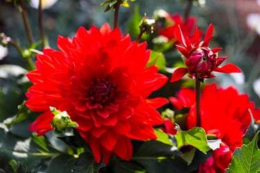 Mexican Flowers for Sale - Buying & Growing Guide
