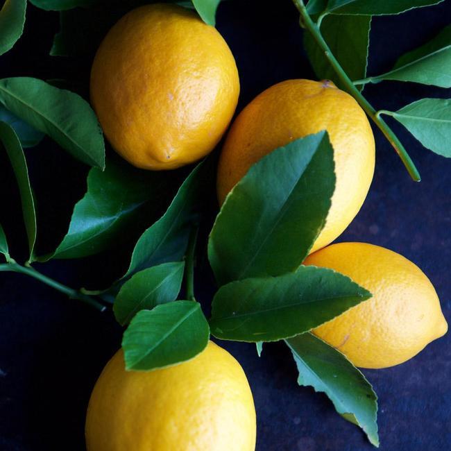 Lemon Trees for Sale - Buying & Growing Guide