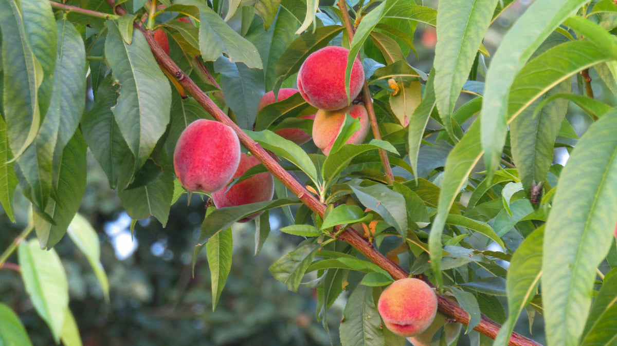 Nectarine Trees for Sale - Buying & Growing Guide
